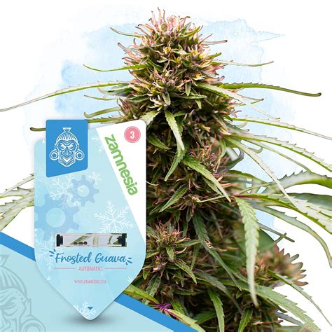 zemnesia|Buy Cannabis Seeds 